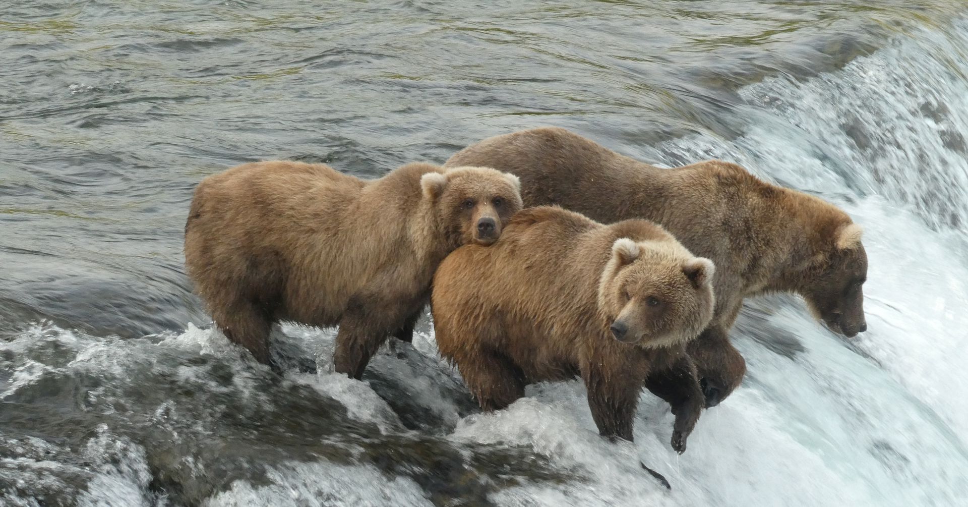 αρκούδες Ευρώπη
