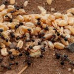 Δε θα γλιτώσετε εύκολα από δαύτα: Επιστήμονες υπολόγισαν πόσα… μυρμήγκια υπάρχουν στη Γη!