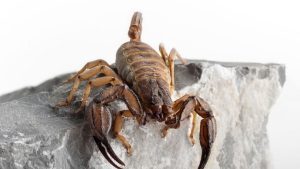 σκορπιοί σκορπιός