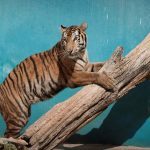 Ρουμανία: Τίγρη σε ζωολογικό κήπο σκότωσε τον φύλακά της