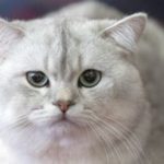 Το γνώριζες; Τι σημαίνει αν δεις στον ύπνο σου γάτα!