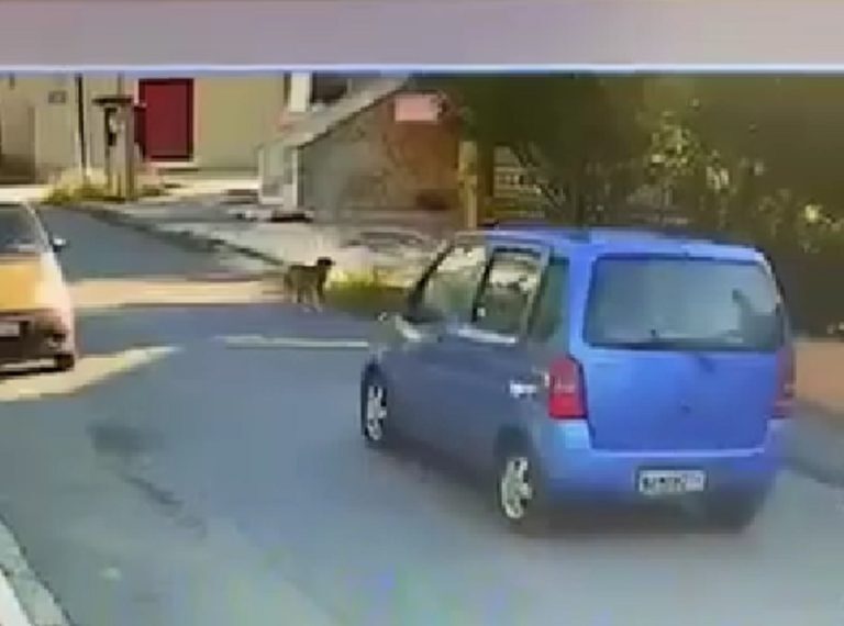Θεσσαλονίκη: Ταυτοποιήθηκε η οδηγός που παρέσυρε και εγκατέλειψε σκύλο