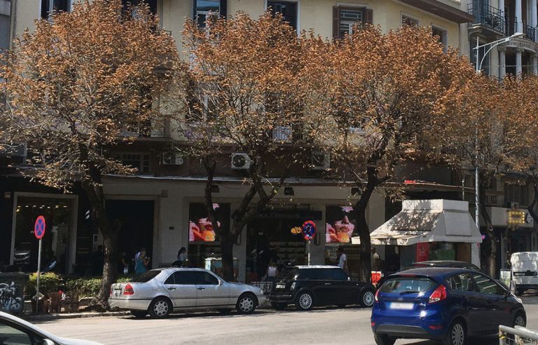 Θεσσαλονίκη: Ασπίδα στις φτελιές – Πώς αντιμετωπίζουν καταστροφικό σκαθάρι