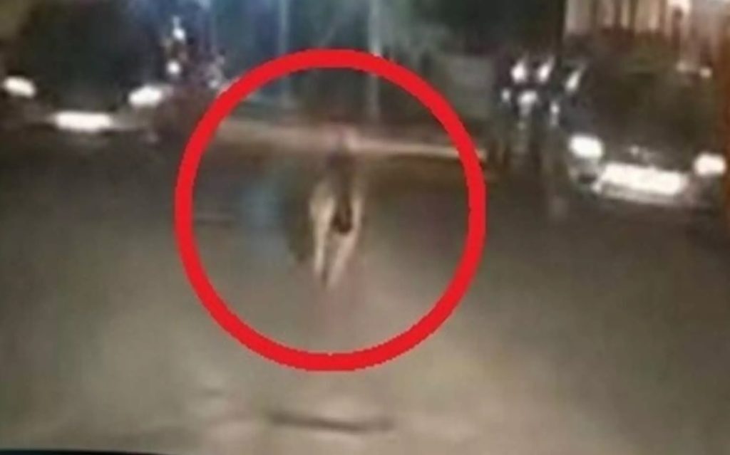 Τρόμος στην Ημαθία για ντελιβερά: Λύκος πετάχτηκε την ώρα που πήγαινε παραγγελία