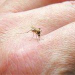 Ιταλία: Και δεύτερος νεκρός από τον ιό του Δυτικού Νείλου