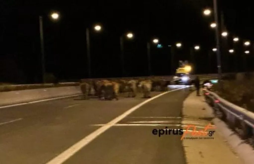 Ιωάννινα: Γέμισε με αγελάδες η Εγνατία Οδός μετά από ατύχημα με φορτηγό που τις μετέφερε
