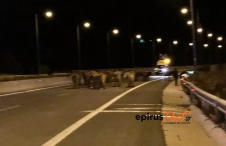 Ιωάννινα: Γέμισε με αγελάδες η Εγνατία Οδός μετά από ατύχημα με φορτηγό που τις μετέφερε