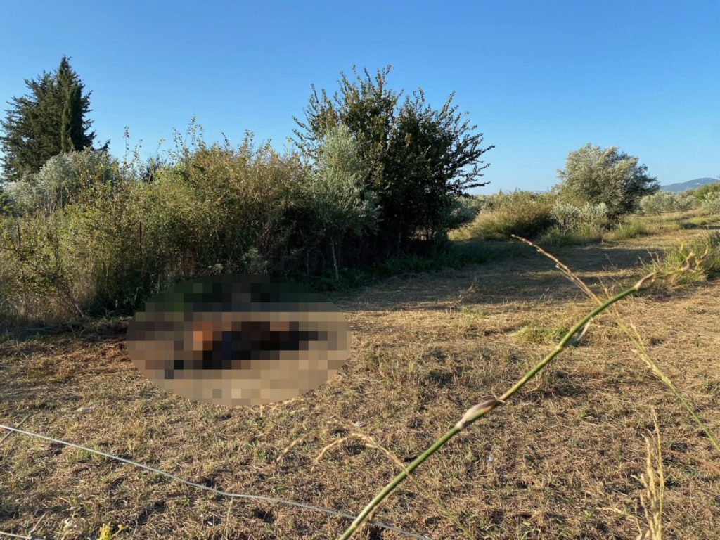 Αιτωλοακαρνανία: Σκότωσαν άγρια άλογα στον κάμπο της Λεπενούς