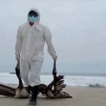 Περού: 22.000 θαλασσοπούλια νεκρά από τη γρίπη των πτηνών