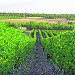 «Κυρ-Γιάννη»: Εξαγοράζει το Κτήμα Σιγάλα