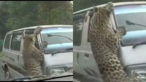 λεοπάρδαλη