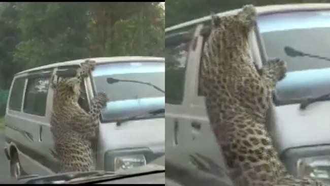 λεοπάρδαλη