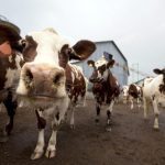 ΕΕ αγελάδες