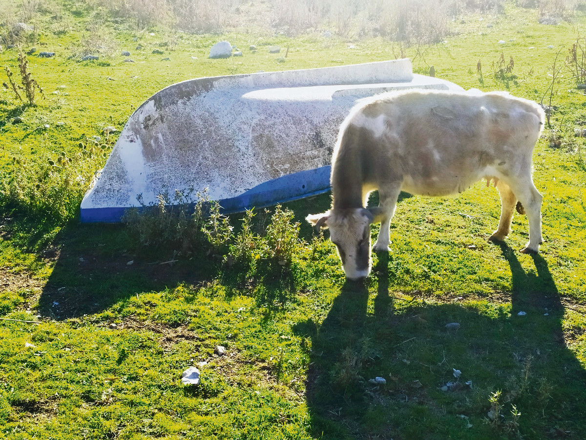 Πρέσπες: Αδέσποτες αγελάδες «ψαρεύουν» στους Ψαράδες