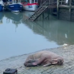 Θαλάσσιος ίππος «ακύρωσε» τους εορτασμούς για την Πρωτοχρονιά