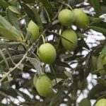 Στους 200.000 τόνους η πράσινη ελιά Χαλκιδικής και 45.000 η Αμφίσσης