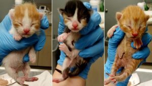 πτήση γατάκι