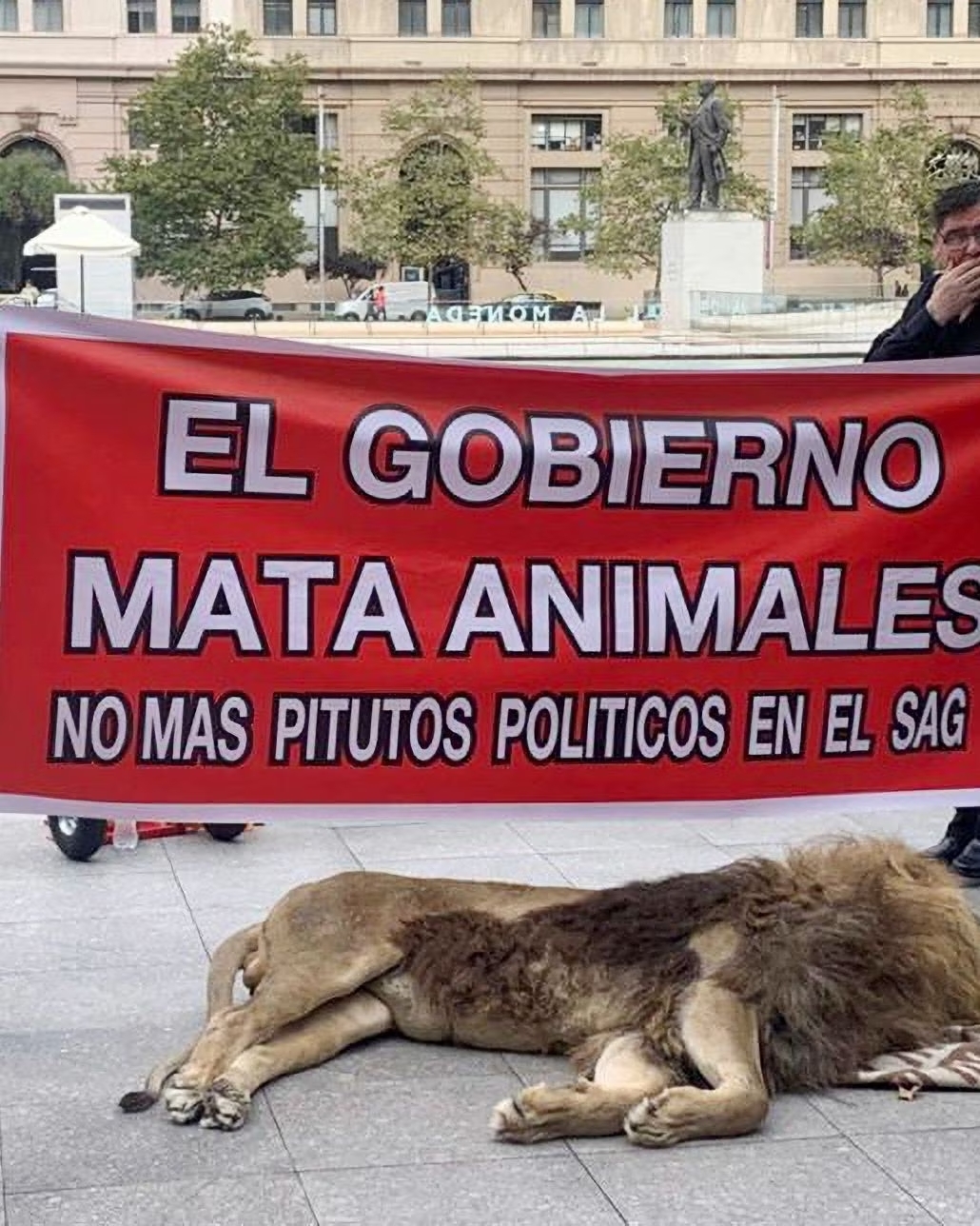 λιοντάρι Χιλή