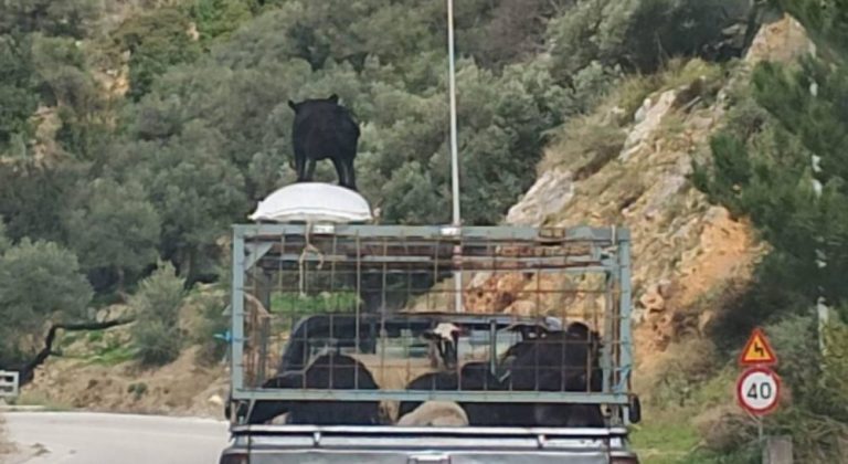 Κρήτη: Μια εικόνα χίλιες λέξεις – Τσοπάνης έβαλε το τσοπανόσκυλο στην οροφή του αγροτικού  προκειμένου να φυλάει τα πρόβατα!