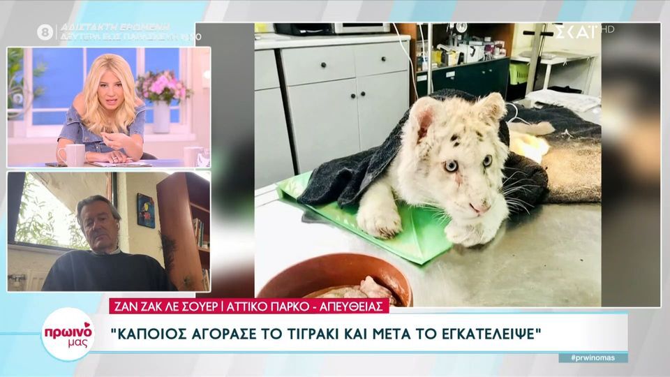 Το μικρό άσπρο τιγράκι στο κέντρο φροντίδας του Αττικού ζωολογικού πάρκου [Βίντεο]