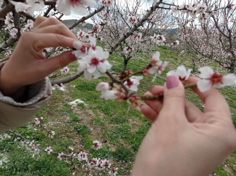 Οι χαμηλές θερμοκρασίες κατέστρεψαν δενδροκαλλιέργειες σε Ελασσόνα και Συκούριο