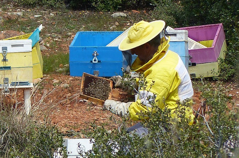 ΥΠΑΑΤ: Ενισχύσεις 12 εκατ. ευρώ στους μελισσοκόμους