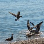 Ανακαλύφθηκε νέα ασθένεια σε θαλασσοπούλια που προκαλείται από… πλαστικά