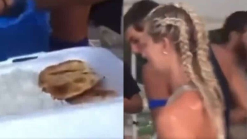 Survivor all Star: Βίντεο ντοκουμέντο από τσιμπούσι παικτών