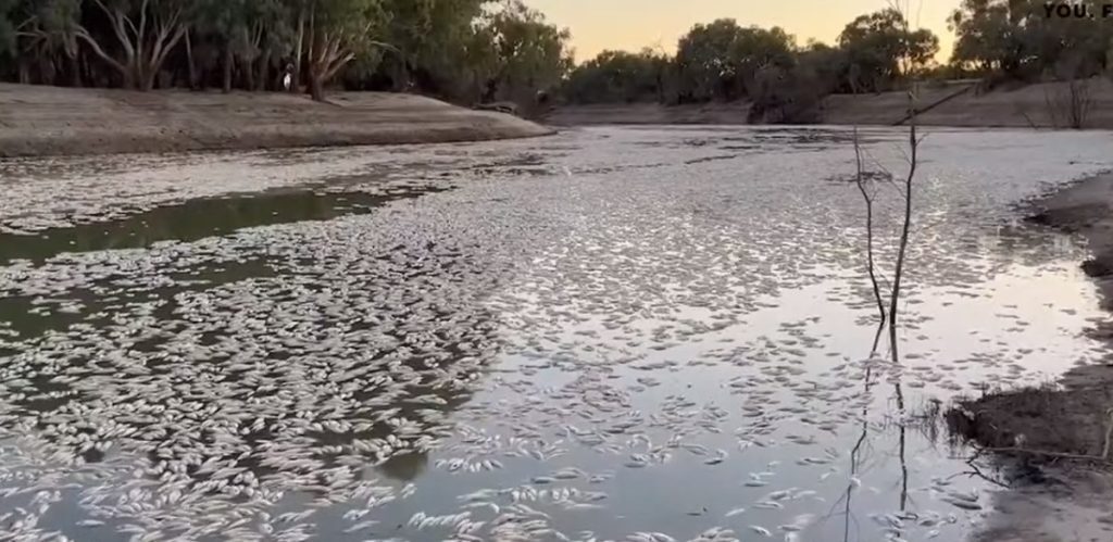 Μυστήριο στην Αυστραλία: Εκατομμύρια νεκρά ψάρια στην επιφάνεια ποταμού