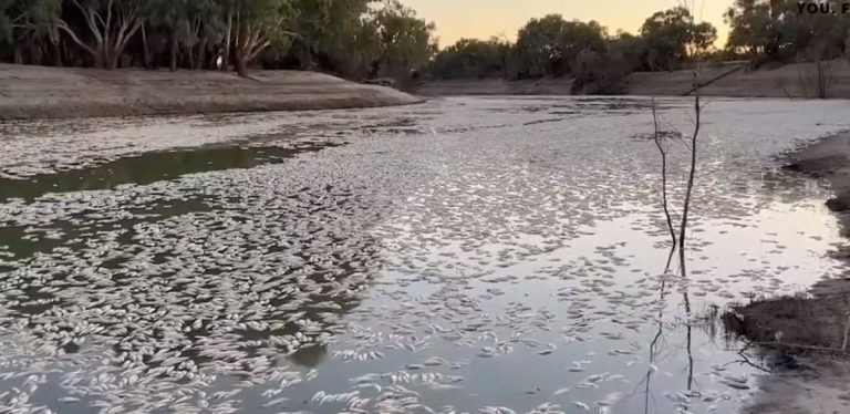 Μυστήριο στην Αυστραλία: Εκατομμύρια νεκρά ψάρια στην επιφάνεια ποταμού