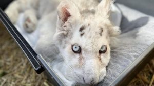 Χασίγια Λευκή τίγρης Χασίγια: Αποφάσισαν την ευθανασία της