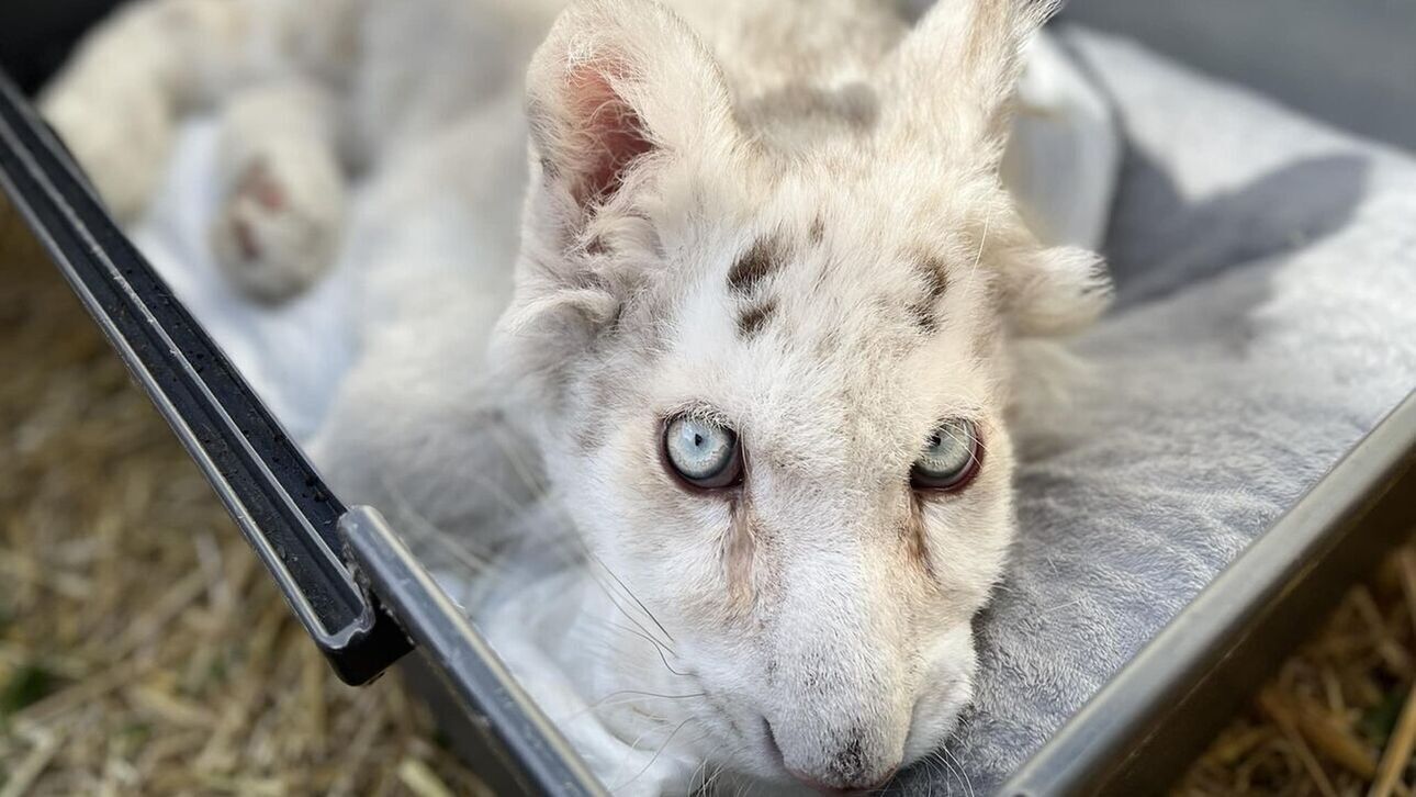 Χασίγια Λευκή τίγρης Χασίγια: Αποφάσισαν την ευθανασία της