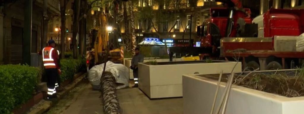 Δήμος Αθηναίων: «Ξηλώνονται» οι φοίνικες από το κέντρο – Έρχονται τα πλατάνια [Bίντεο]