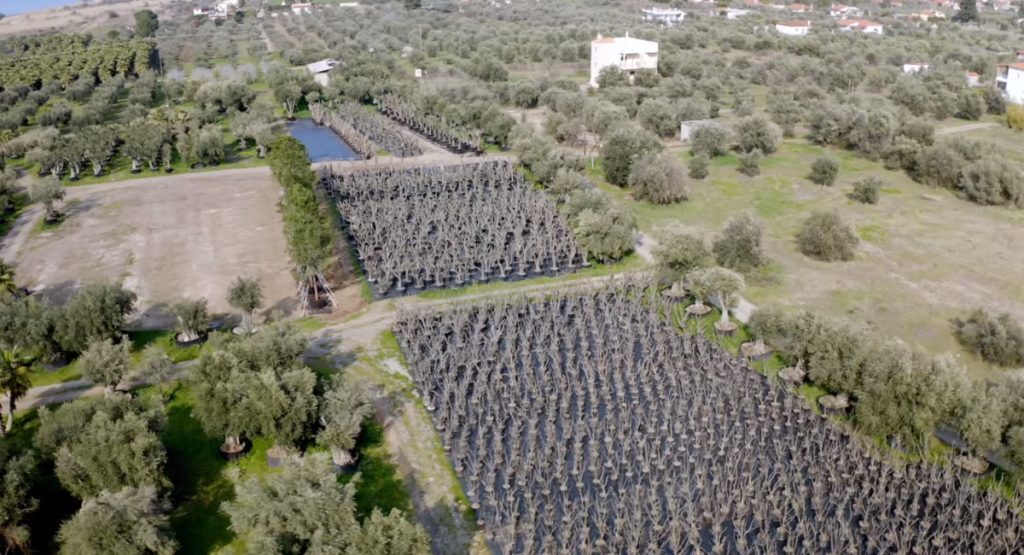 LAMDA Development: Επιχείρηση μεταφύτευσης 3.000 δέντρων υλοποιείται στο Ελληνικό