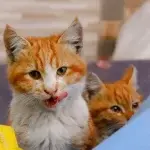 Τουρκία: Άνδρας θα πληρώνει την πρώην σύζυγό για τη φροντίδα των γατών τους – 10.000 λίρες κάθε τρίμηνο για 10 χρόνια