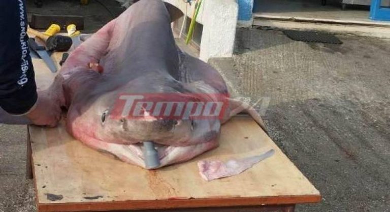 Πάτρα: Βγήκαν για ψάρεμα στον Κορινθιακό κι έπιασαν καρχαρία τριών μέτρων [Βίντεο]