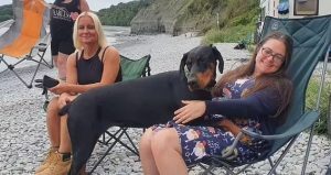 σκύλος σκυλί