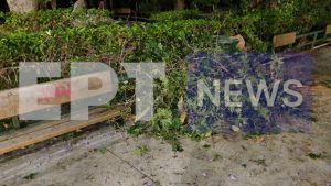 Ζάππειο: Παραλίγο τραγωδία – Κλαδί καταπλάκωσε τρεις τουρίστες