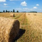 ΕΘΕΑΣ: Άμεση η ανάγκη να προχωρήσει η έκδοση εφαρμοστικής απόφασης για το ΣΣ ΚΑΠ