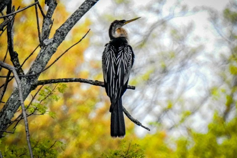 «Devil Bird»: Το Διαβολοπούλι εμφανίστηκε στη Νέα Υόρκη προκαλώντας την έκπληξη των κατοίκων
