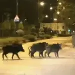 Δαφνί: Αγριογούρουνα κάνουν βόλτες και ψάχνουν φαγητό στο ψυχιατρικό νοσοκομείο [Βίντεο]