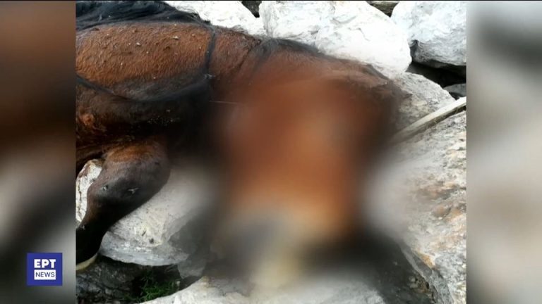 Πάρνηθα: Εντοπίστηκαν νεκρά άλογα σε γκρεμό – Άγνωστοι τα πετούν ζωντανά [Βίντεο]