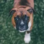 Θεσσαλονίκη: : 47χρονος καταδικάστηκε για θάνατο ηλικιωμένου – Πέθανε μετά από καβγά για τα σκυλιά