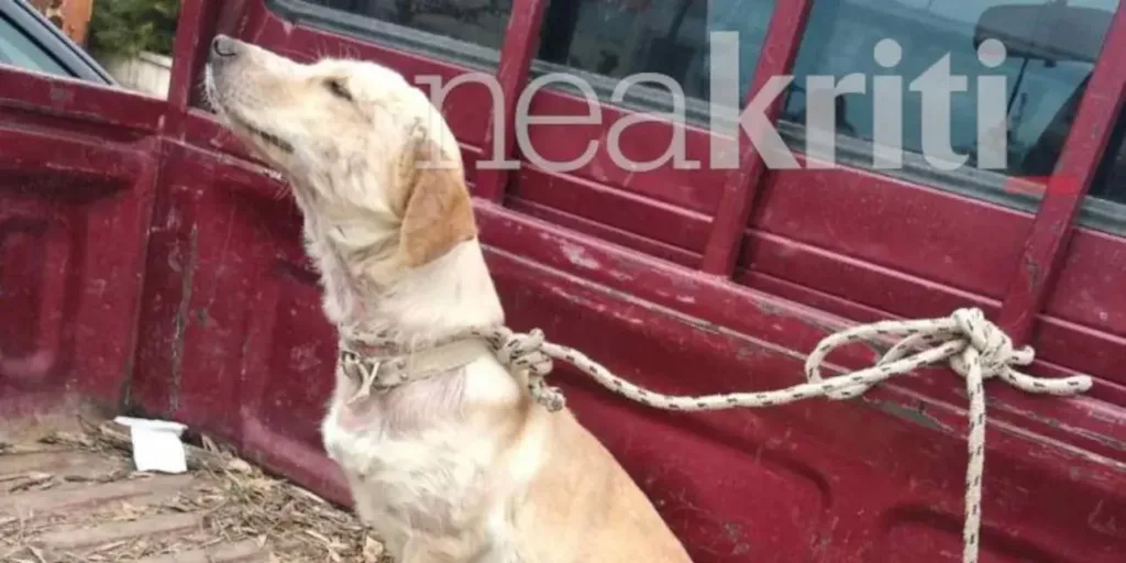 Κρήτη: Οδηγός έδεσε ασφυκτικά σκυλάκι σε καρότσα αγροτικού – Εντοπίσθηκε σε άθλια κατάσταση