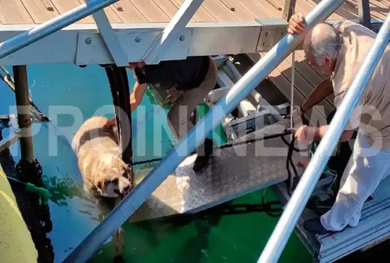 Καβάλα: Άνδρας κλώτσησε αδέσποτο σκύλο και τον έριξε στη θάλασσα – Τι ισχυρίστηκε