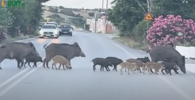 Θεσσαλονίκη: Αγριογούρουνα βολτάρουν ανενόχλητα σε δρόμο της Θέρμης [βίντεο]