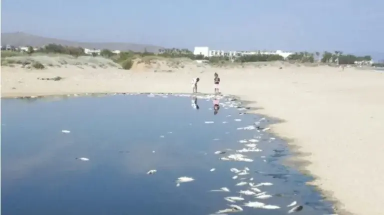 Σοκ στην Κρήτη: Γέμισαν νεκρά ψάρια οι εκβολές του Αποσελέμη – Πού οφείλεται το φαινόμενο