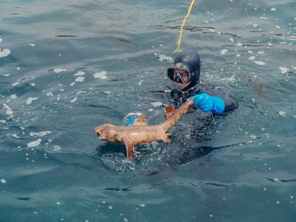 Καρχαριάκι βγήκε στα ρηχά σε παραλία της Κρήτης – Δείτε το βίντεο