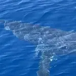 Καρχαρίες και σαλάχια πωλούνται ως ρίνα, γαλέος, γλαύκος και βάτος