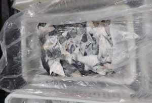 πτερύγια Βραζιλία